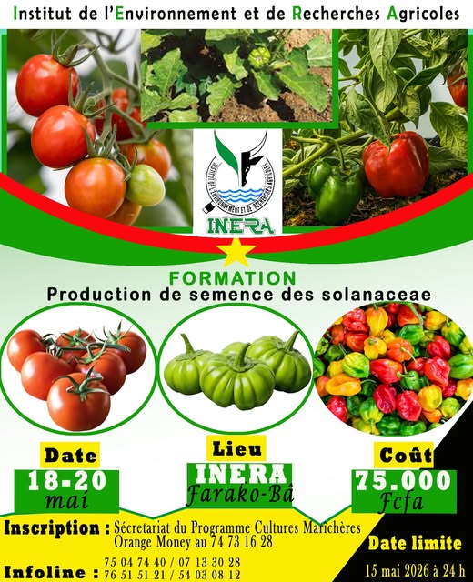 Production de semence des ???????????????????????????????????????? (????????????????????????, ????????????????????????????????????, ????????????????????????)